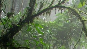 La selva amazónica.