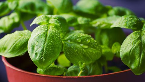 albahaca