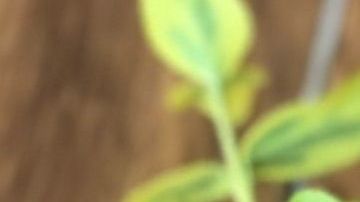 bebida-licuado-Ana Gavra-pexels