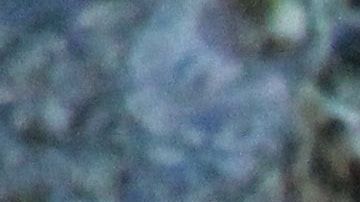 Las autoridades buscan al lagarto.