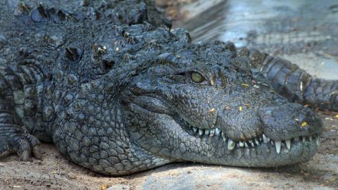 Las autoridades buscan al lagarto.