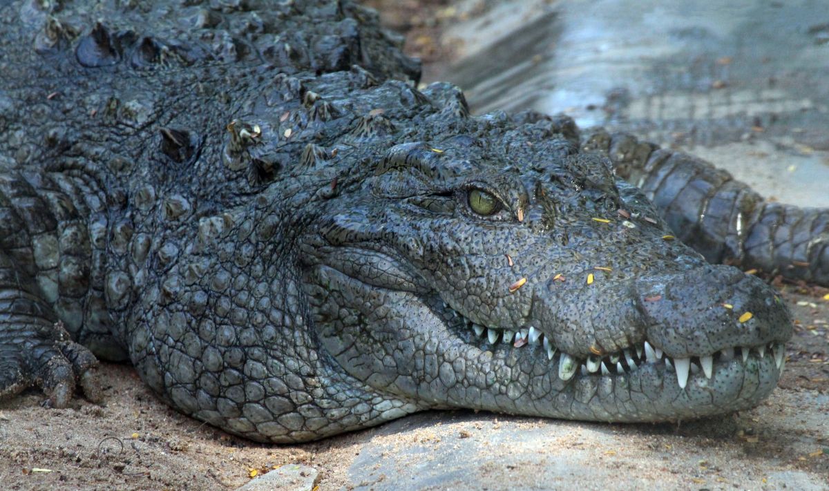 Terrifying video caught crocodile attacking three people at zoo in front of children in Utah