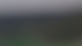 Las moras son ricas en antocianinas que pueden tener efectos neuroprotectores.