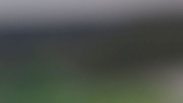 Las moras son ricas en antocianinas que pueden tener efectos neuroprotectores.