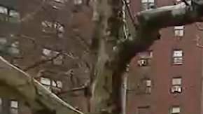 Bronx River Houses, Soundview, NYC.