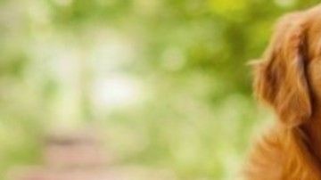 Puedes ganar mucho dinero por cuidar a estos perros.