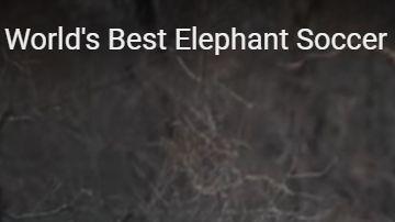 La captura muestra un momento del juego de fútbol del elefante.