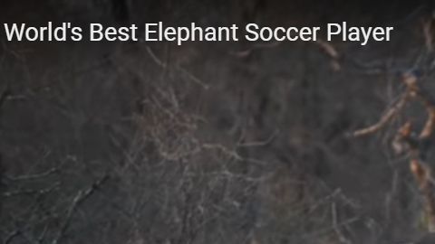La captura muestra un momento del juego de fútbol del elefante.