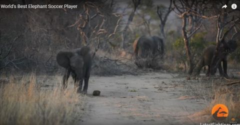 La captura muestra un momento del juego de fútbol del elefante.