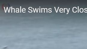 ¿Una ballena curiosa?