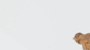 Crédito: Steve Buissinne/Pixabay