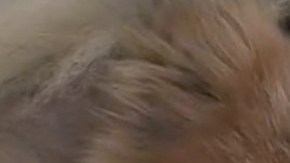 Chloe fue raptada por un coyote.