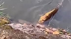 Hallan pez con rostro humano.