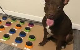 La perrita consigue comunicarse con sus dueños casi como si pudiera hablar.