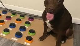 La perrita consigue comunicarse con sus dueños casi como si pudiera hablar.