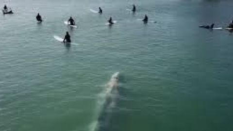 Una ballena nada entre surfistas en California.