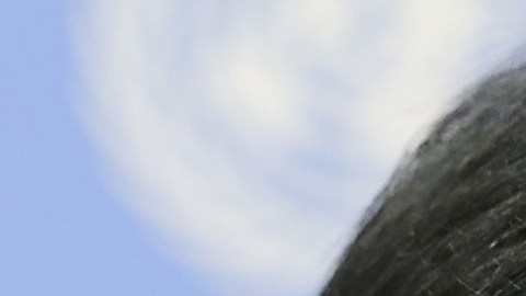 Evo Morales y Donald Trump.