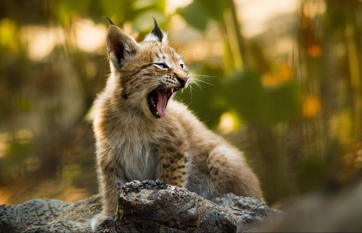 Expertos capturan imágenes de un lince canadiense tras estar cerca de la extinción 