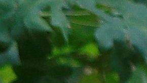 Kate Middleton/Getty Images