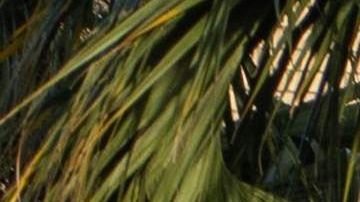 La regla se puede aplicar gracias al acuerdo de "tercer país seguro" firmado con Guatemala.