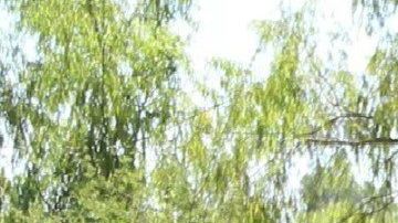 Narcofosas en México.