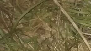 Hallan descuartizada a mujer en territorio que el CJNG y Cartel de Sinaloa se disputan