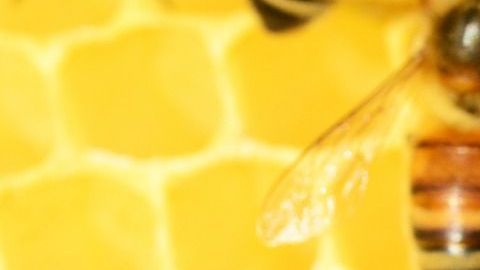 El abuso de pesticidas, la deforestación y la falta de flores contribuyen a la desaparición de las abejas.