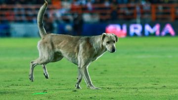 El canino hizo su aparición en el juego entre Charros y Cañeros de la Liga Mexicana del Pacífico.