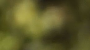 La Selección Mexicana Sub 17 fue elogiada por el DT campeón del Mundo de la categoría en el 2011.