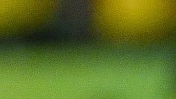 La canarinha vino de atrás para ganar su cuarto campeonato del mundo en la categoría.