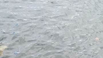 El perro fue encontrado en pésimas condiciones.