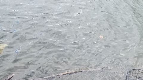 El perro fue encontrado en pésimas condiciones.