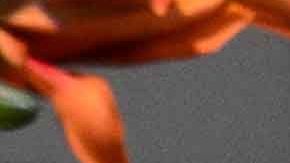 Autoridades mexicanas dictan cárcel preventiva a la presentadora Laura Bozzo.