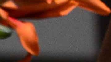 Autoridades mexicanas dictan cárcel preventiva a la presentadora Laura Bozzo.