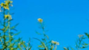 Uno de los productos favoritos de muchas familias ha tenido un precio muy variable a lo largo del tiempo.