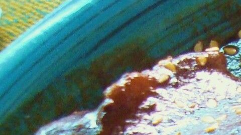 mole- Alan-Flickr
