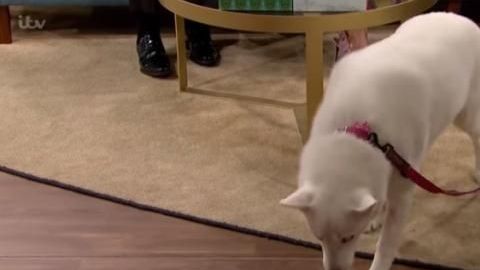 Perro vegano...o no tanto.