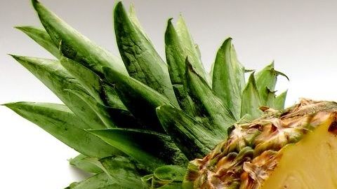 La dieta de la piña es un plan de 4 días ideal para desinflamar el vientre, depurar el organismo y limpiar a profundidad la piel.