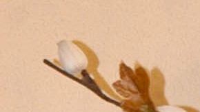 Rocío Sánchez Azuara