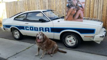 EL vendedor de este Ford Mustang Cobra de 1978 puso un poster de la actriz americana para dar a entender sus orígenes