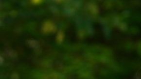 shutterstock_305496428