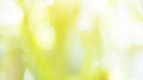 shutterstock_524139184