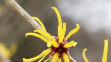 shutterstock_593157710