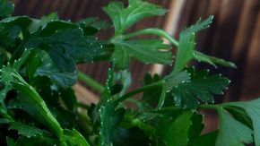 El té de perejil es uno de los más poderosos remedios para combatir el mal aliento, esto se debe a sus propiedades antisépticas y antibacterianas.