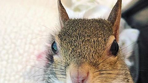 squirrel-sleeps-with-teddy-bear-1