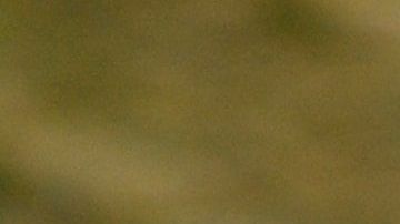 El reptil atacó a una pequeña.