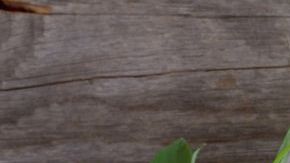 VISTA05_304259854_EP_1_0