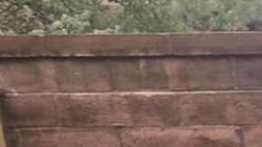 Ya está en casa niño estadounidense LeBarón que sobrevivió a masacre en México