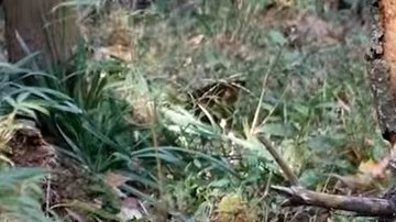 Parecen mapaches y zorros, pero son osos