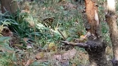 Parecen mapaches y zorros, pero son osos